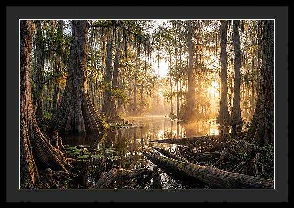 Congaree Forest Serenity