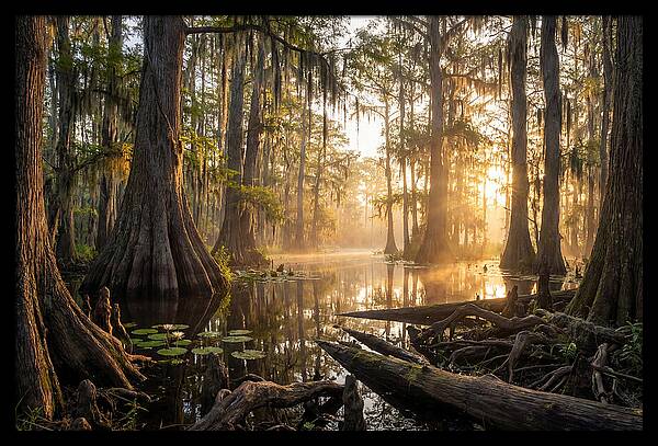 Congaree Forest Serenity