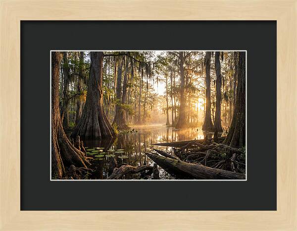 Congaree Forest Serenity