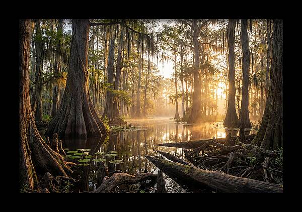 Congaree Forest Serenity