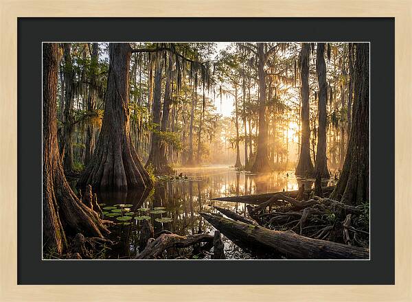 Congaree Forest Serenity