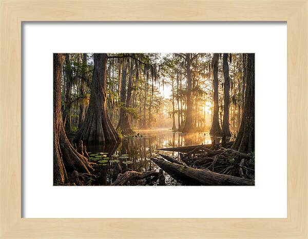 Congaree Forest Serenity