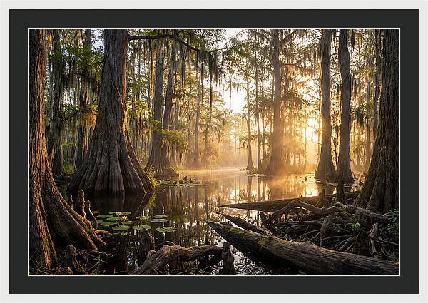 Congaree Forest Serenity