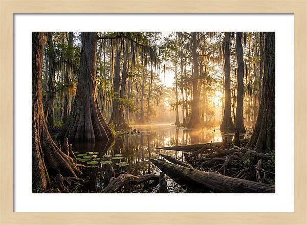 Congaree Forest Serenity