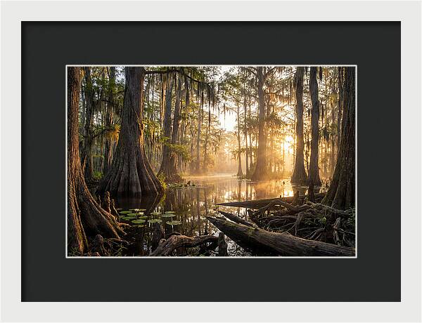 Congaree Forest Serenity