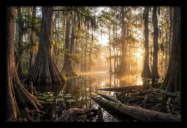 Congaree Forest Serenity