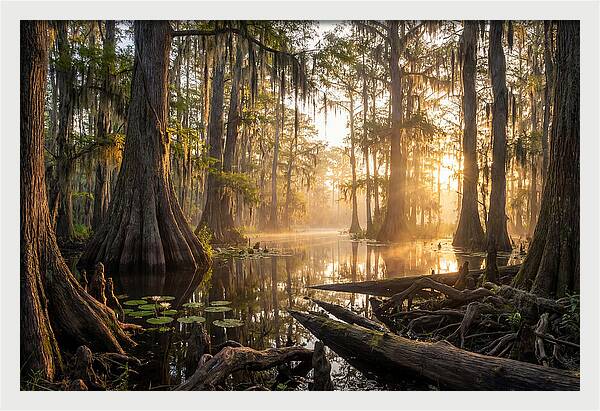 Congaree Forest Serenity