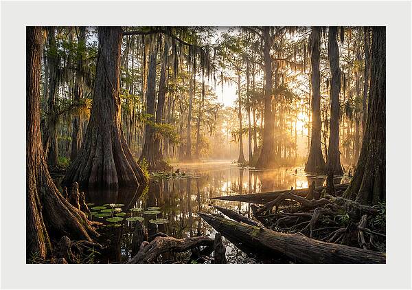 Congaree Forest Serenity
