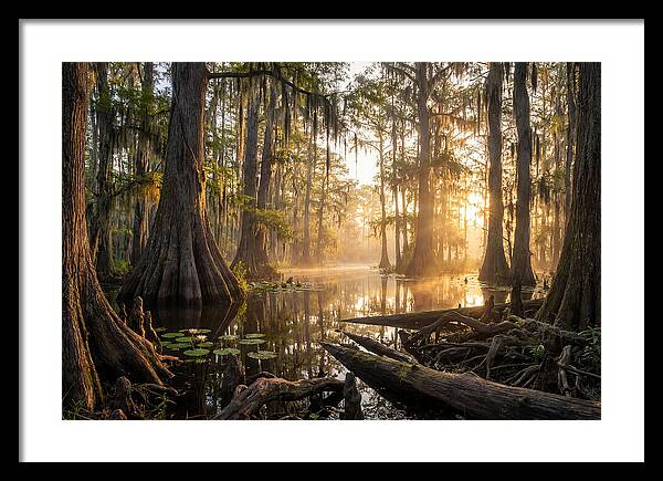 Congaree Forest Serenity