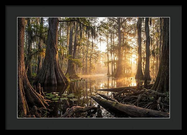 Congaree Forest Serenity