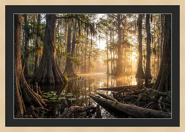 Congaree Forest Serenity