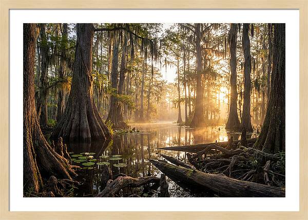 Congaree Forest Serenity