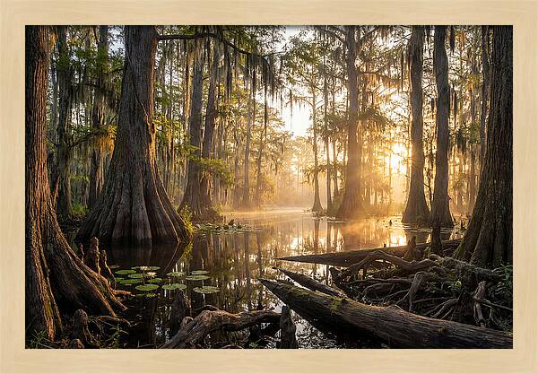 Congaree Forest Serenity