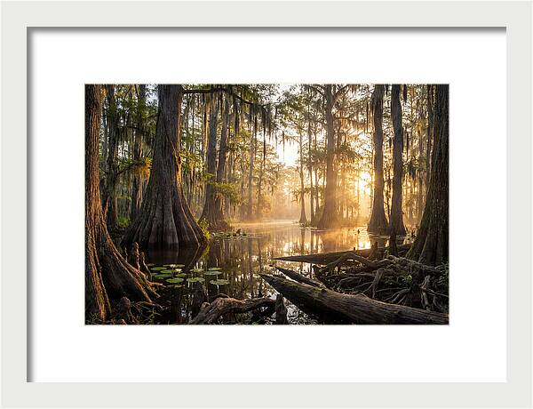 Congaree Forest Serenity