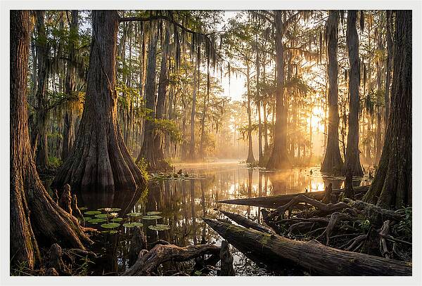 Congaree Forest Serenity