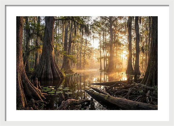 Congaree Forest Serenity