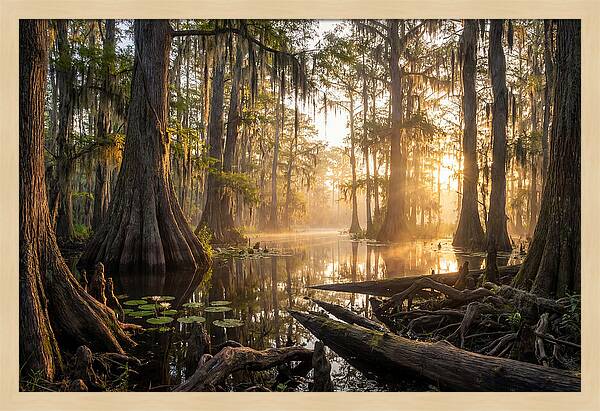 Congaree Forest Serenity