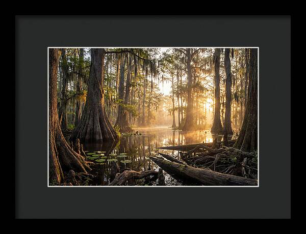 Congaree Forest Serenity