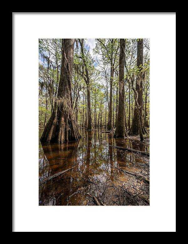 Congaree National Park Serenity