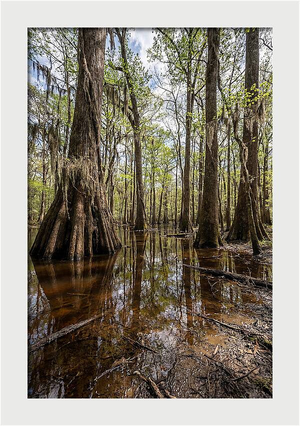 Congaree National Park Serenity