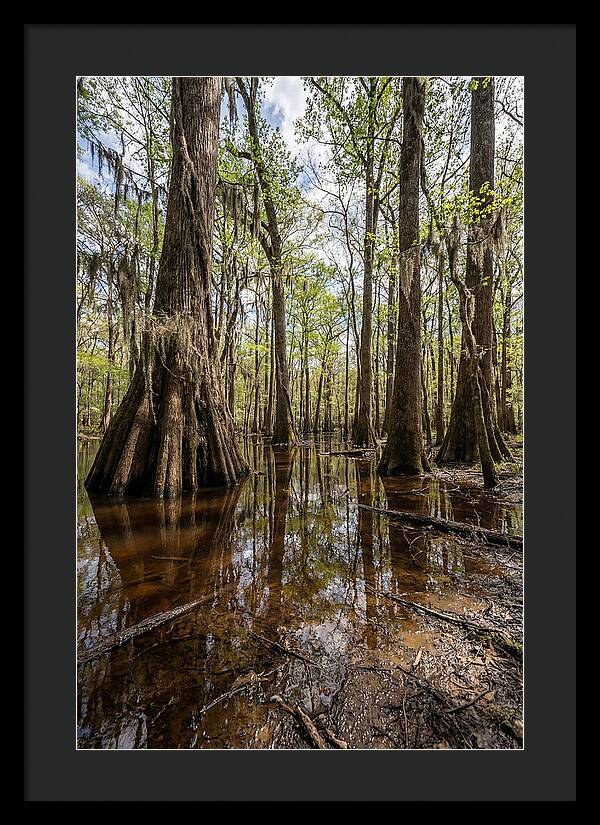 Congaree National Park Serenity
