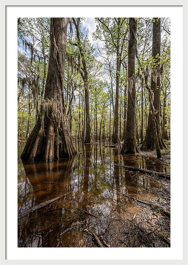 Congaree National Park Serenity