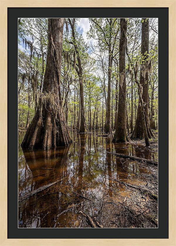 Congaree National Park Serenity