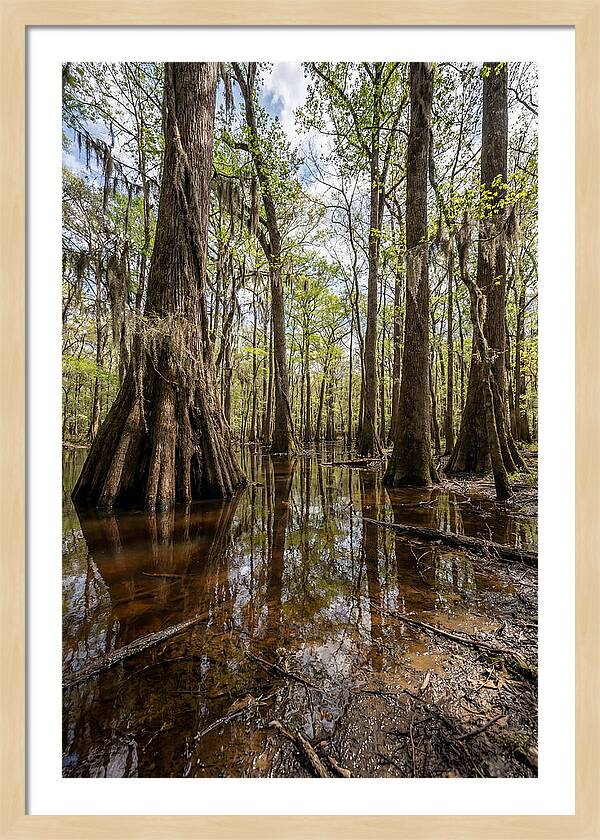 Congaree National Park Serenity