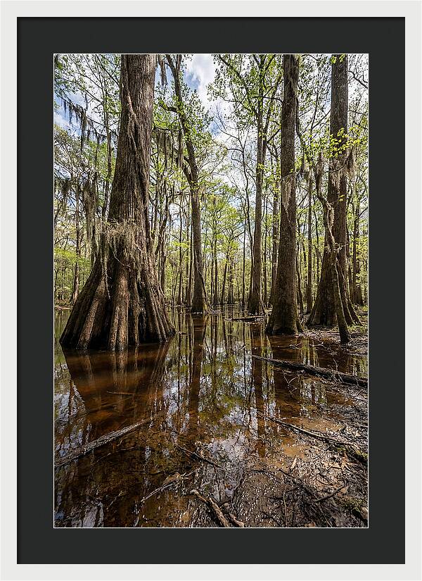 Congaree National Park Serenity