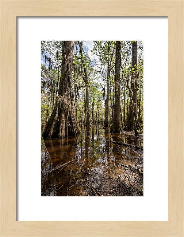 Congaree National Park Serenity