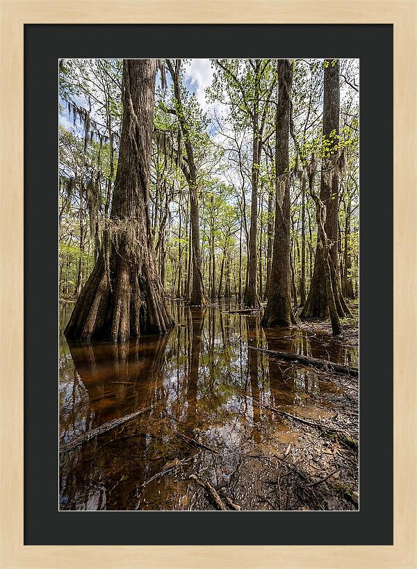 Congaree National Park Serenity