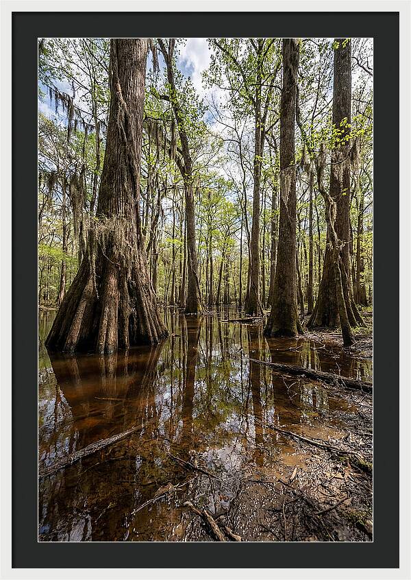 Congaree National Park Serenity