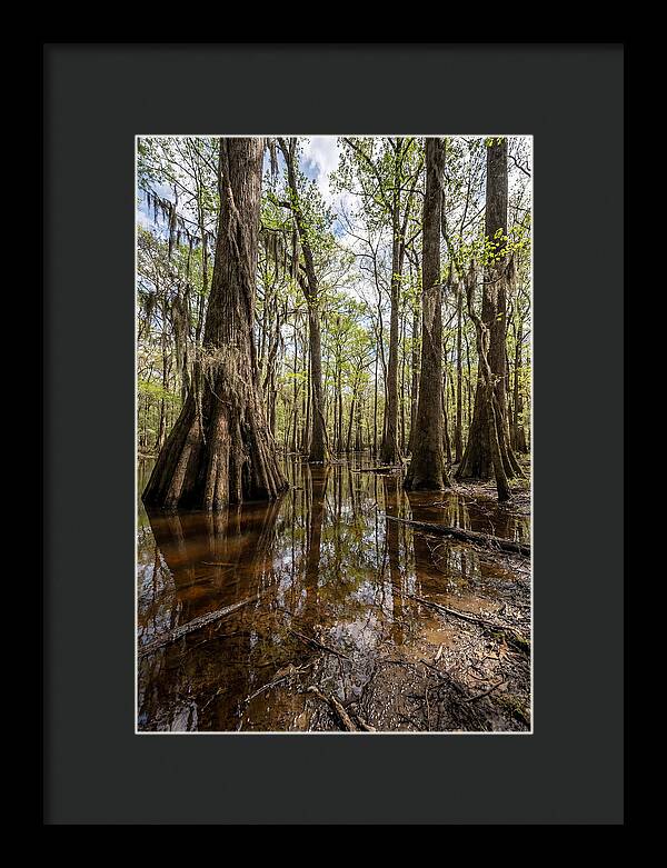 Congaree National Park Serenity
