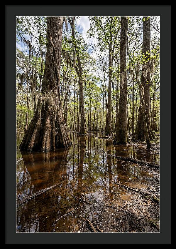 Congaree National Park Serenity