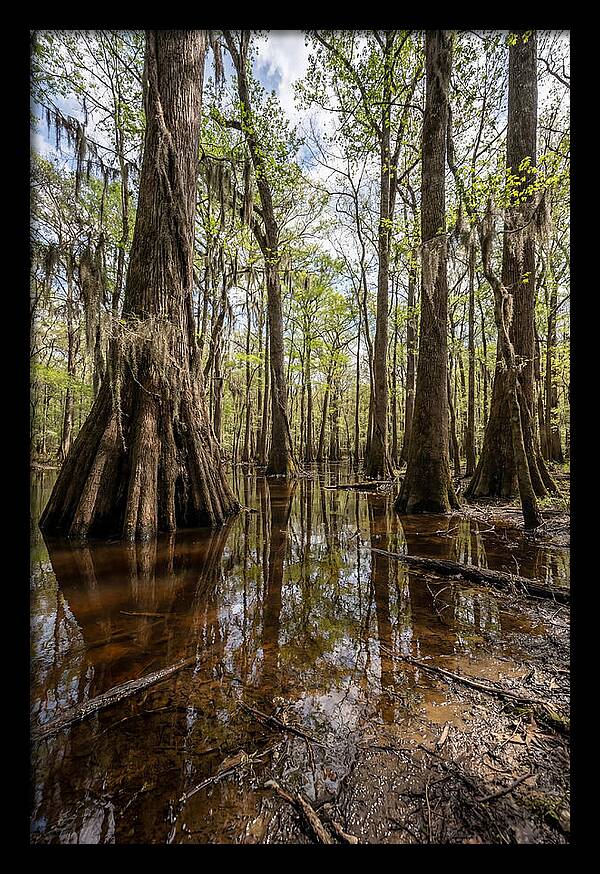 Congaree National Park Serenity