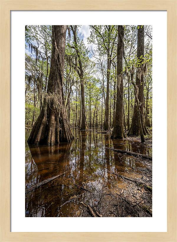 Congaree National Park Serenity