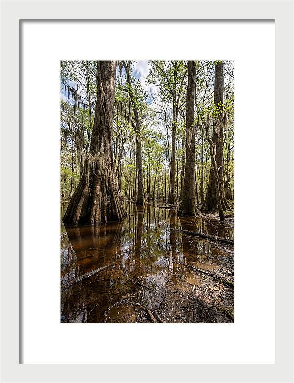 Congaree National Park Serenity
