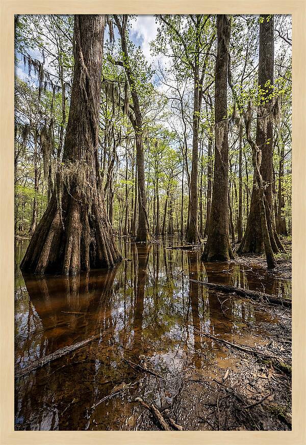 Congaree National Park Serenity