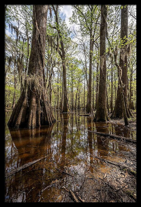 Congaree National Park Serenity