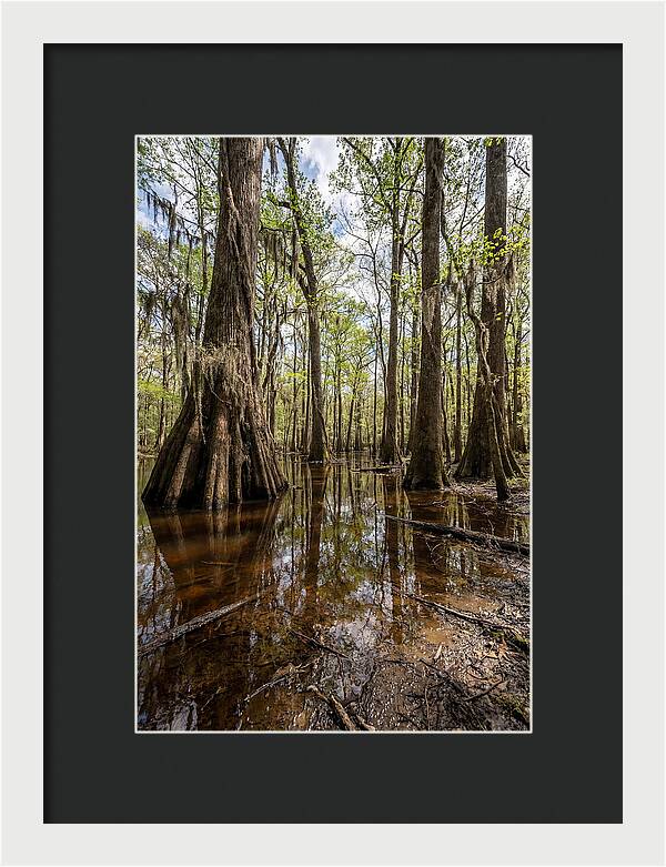 Congaree National Park Serenity