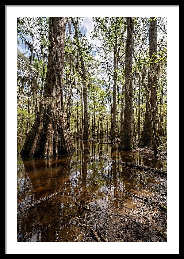 Congaree National Park Serenity