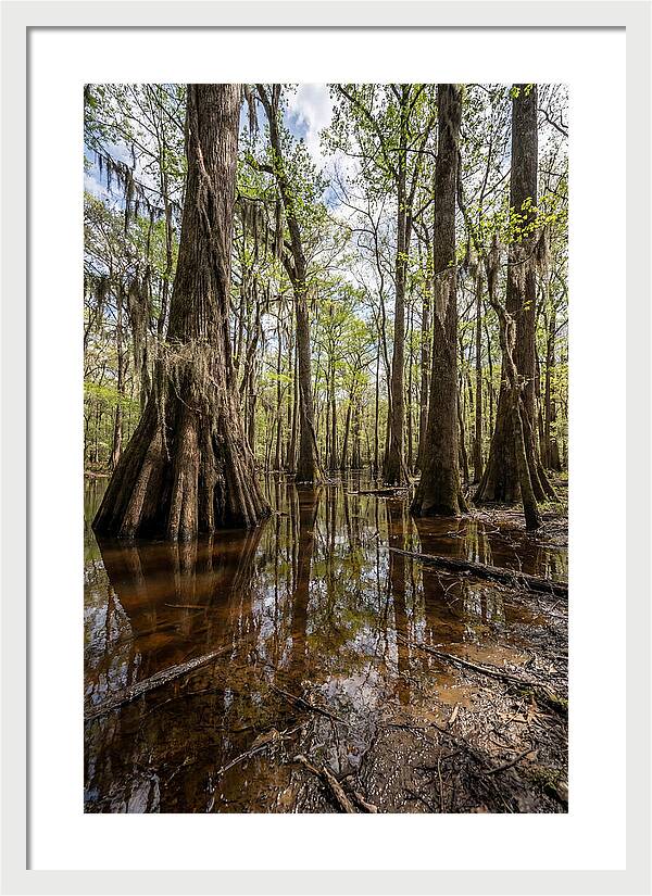 Congaree National Park Serenity