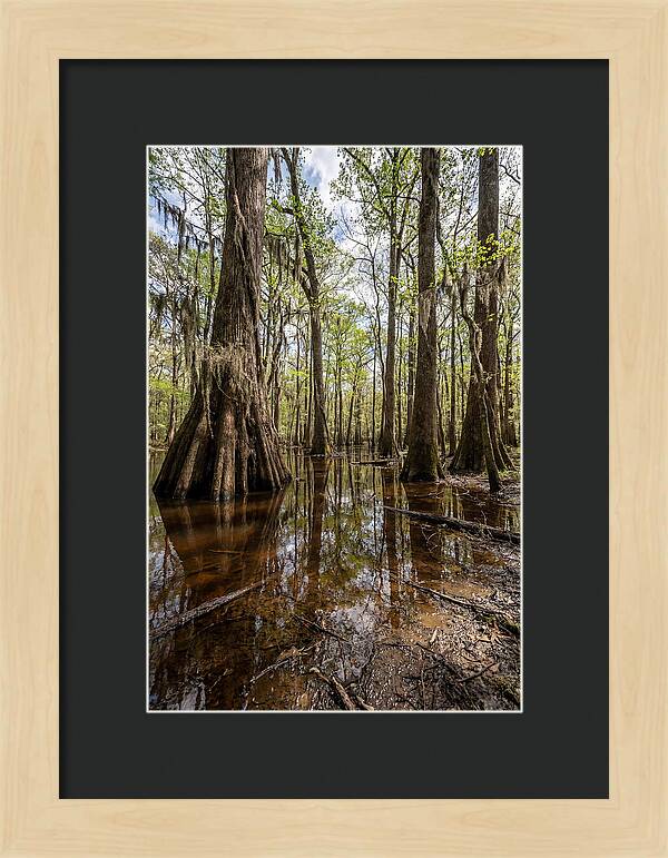 Congaree National Park Serenity
