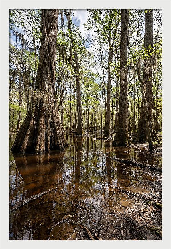 Congaree National Park Serenity