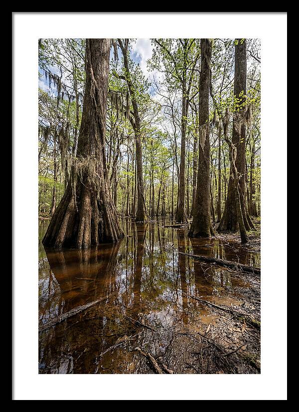 Congaree National Park Serenity