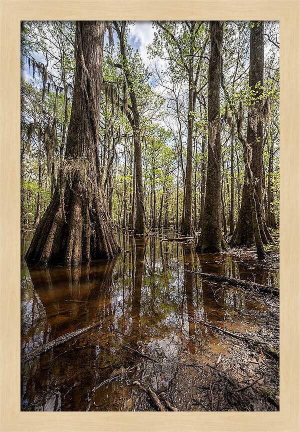 Congaree National Park Serenity