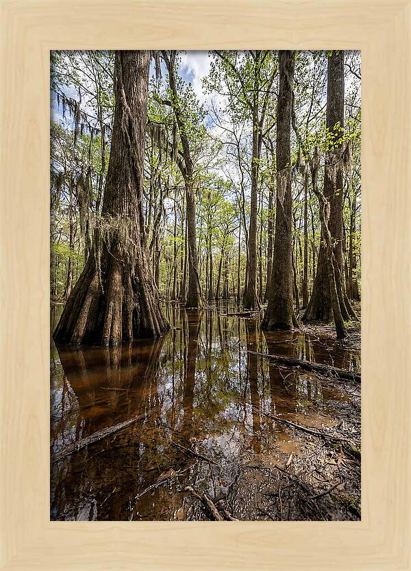 Congaree National Park Serenity