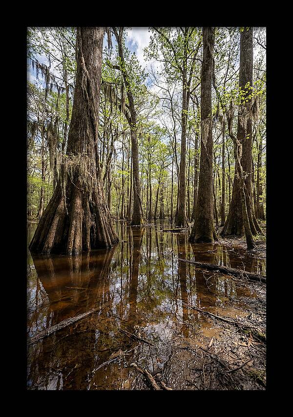 Congaree National Park Serenity