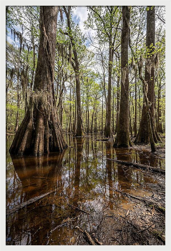 Congaree National Park Serenity
