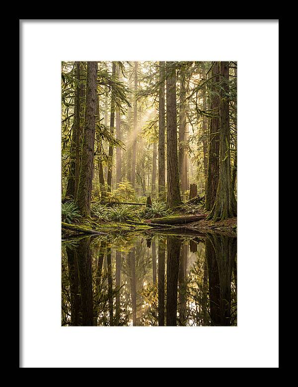 Congaree Old Growth Forest